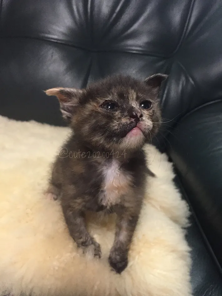 子猫時代の写真