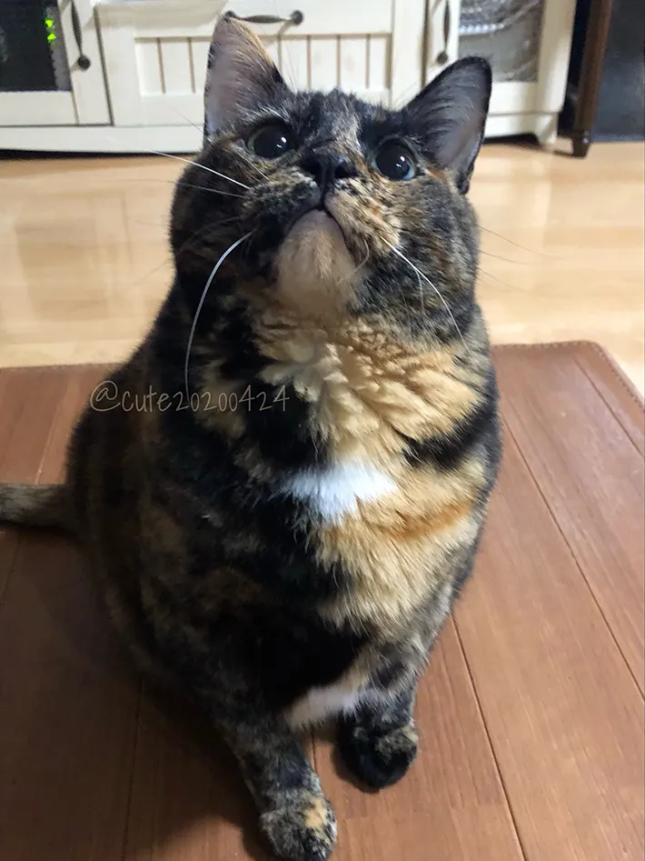 成長した猫の写真