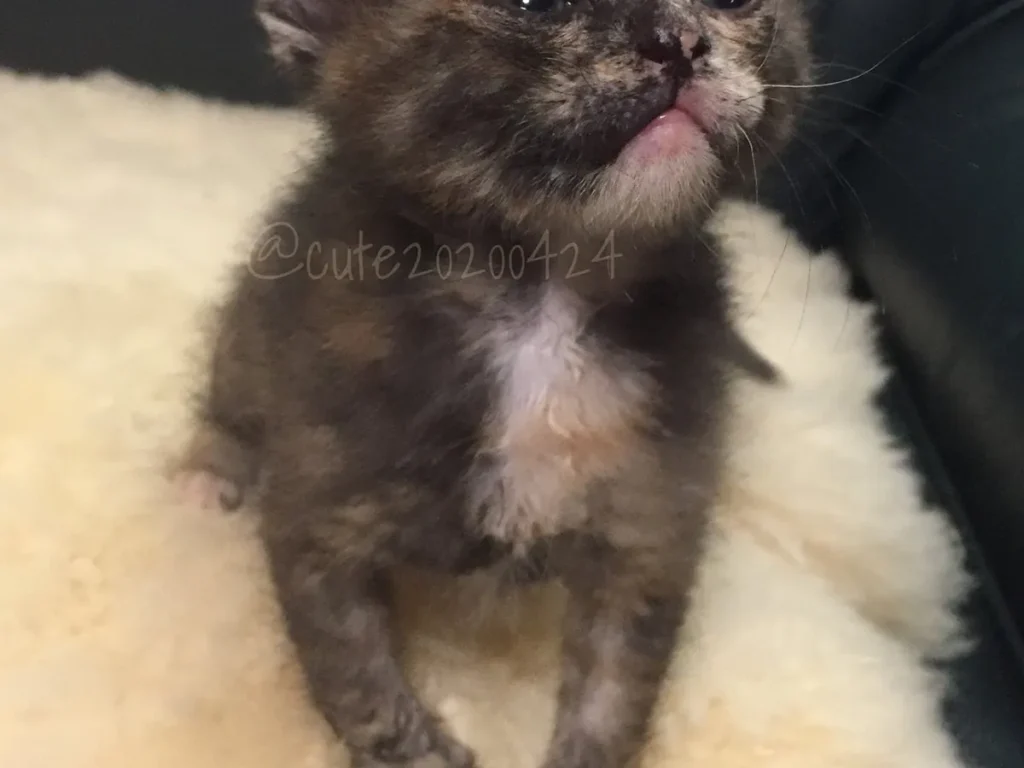 子猫の写真アイキャッチ