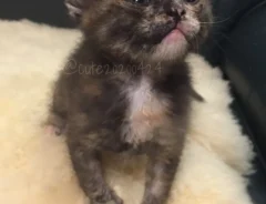 子猫の写真アイキャッチ