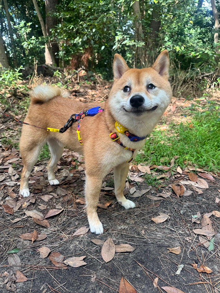 柴犬の禄くんの画像