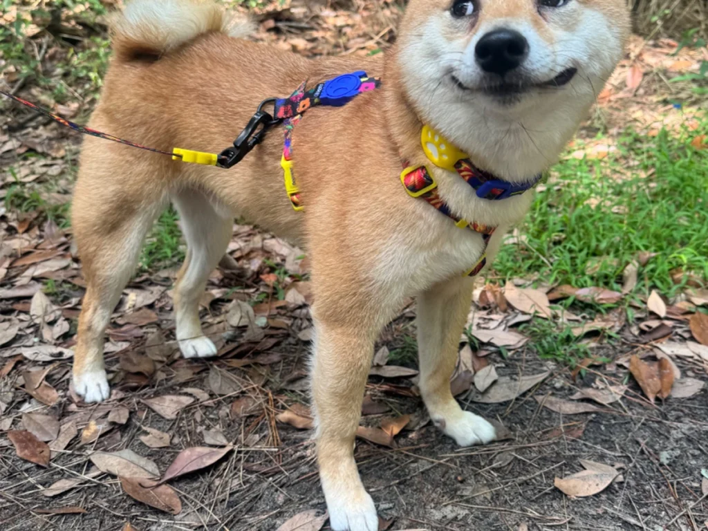 柴犬の禄くんの画像