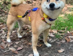 柴犬の禄くんの画像