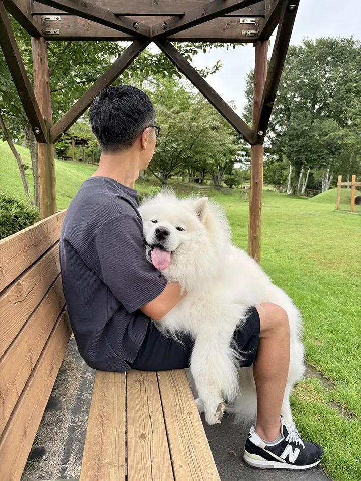ドッグランでやりきったサモエドの写真