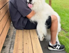 ドッグランでやりきったサモエドの写真