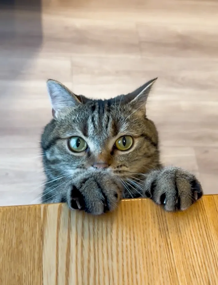 爪を見せにくる猫①