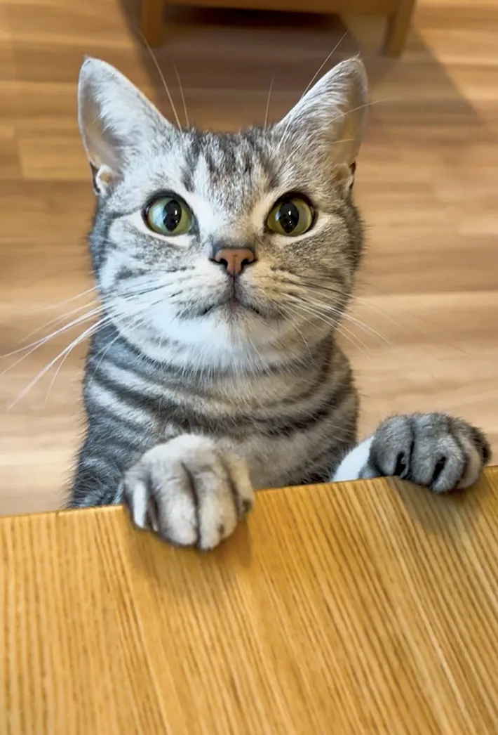 爪を見せにくる猫②
