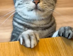 爪を見せにくる猫のアイキャッチ