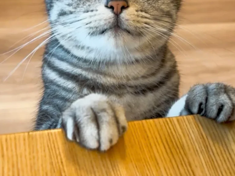 爪を見せにくる猫のアイキャッチ