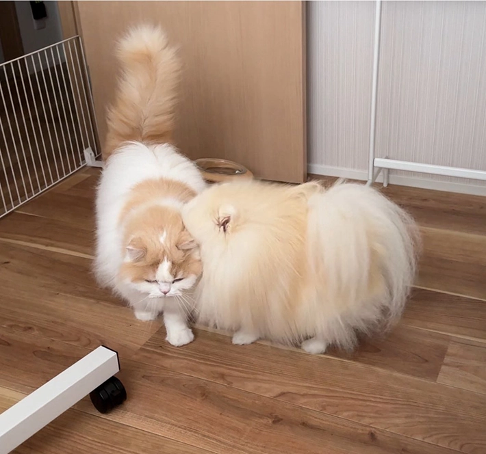 猫を吸うポメラニアンの画像