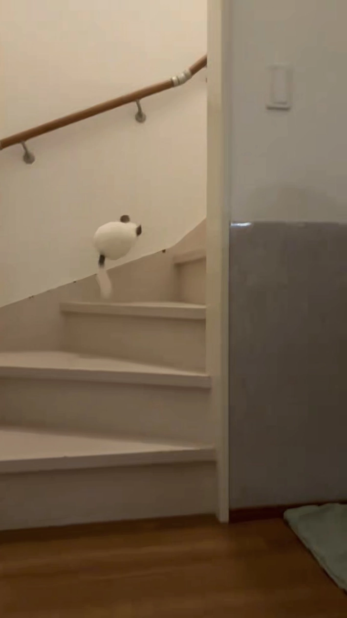 階段を駆け上るチンチラの画像