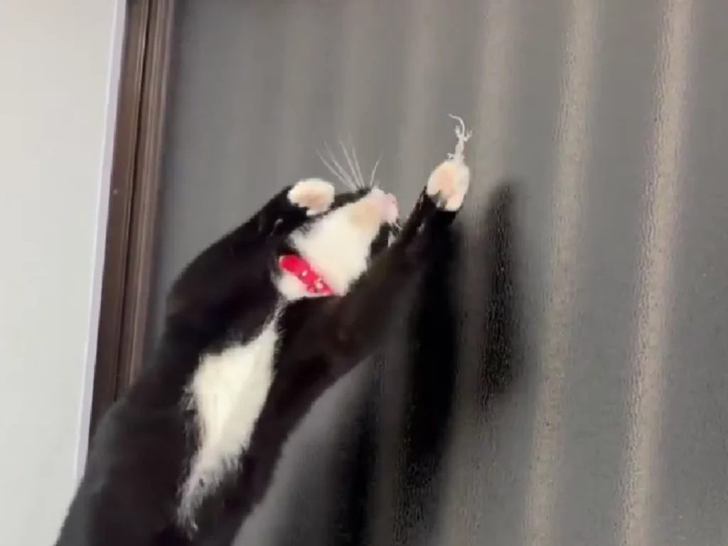 窓の外にいるヤモリに反応する猫の画像
