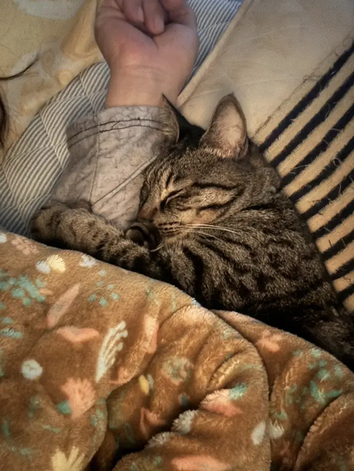 猫の画像