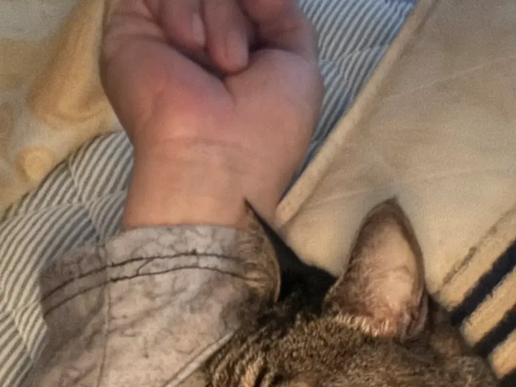 猫の画像