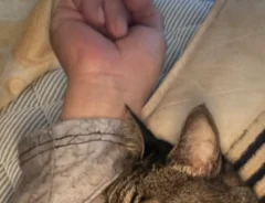 猫の画像