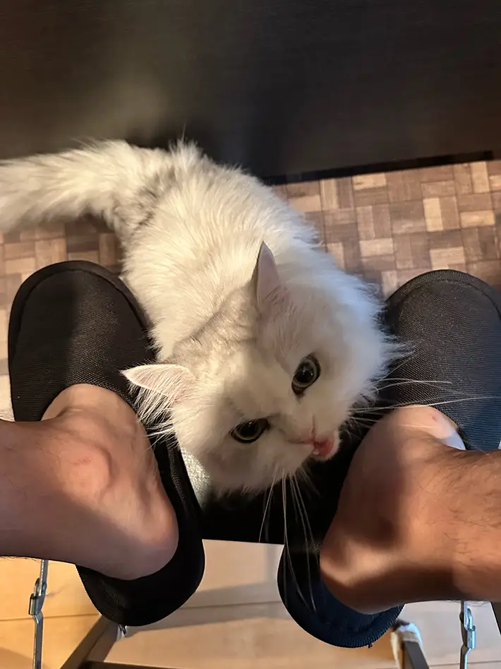 猫の画像