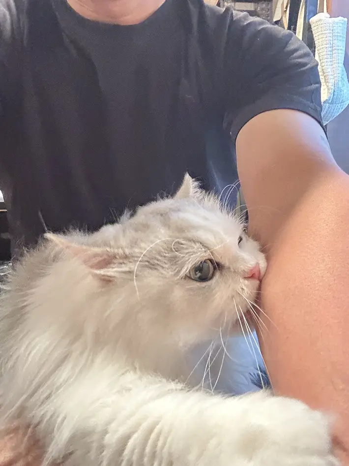 猫の画像
