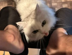 猫の画像