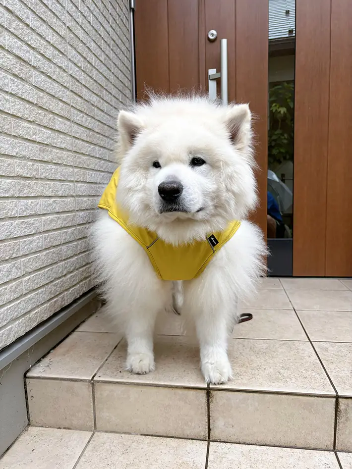 サモエドの写真
