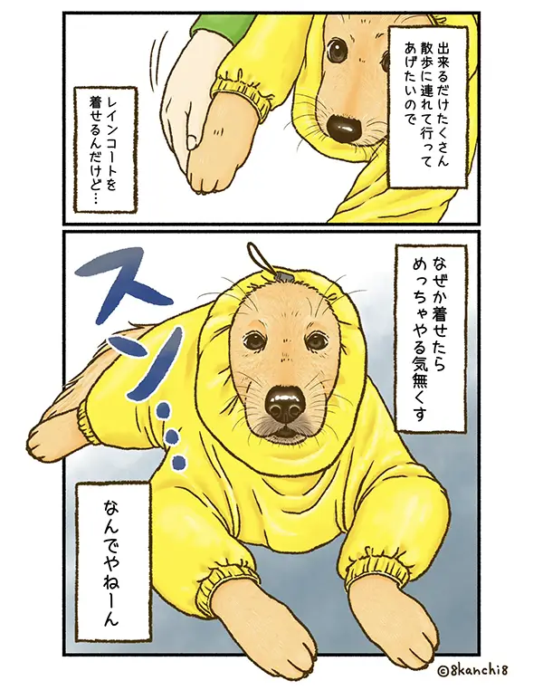 雨の日も散歩に行きたいゴールデンレトリバーのエッセイ漫画