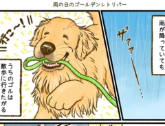 雨の日も散歩に行きたいゴールデンレトリバーのエッセイ漫画