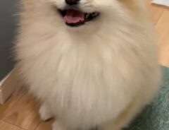 犬の写真