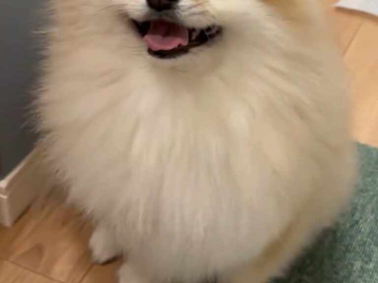 犬の写真