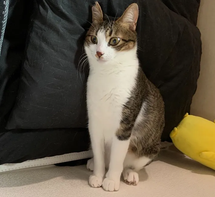 座っているように見える猫の写真