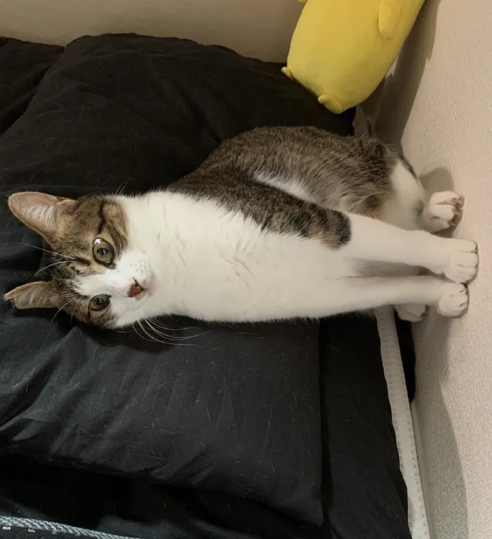 座っているように見える猫の写真角度違い