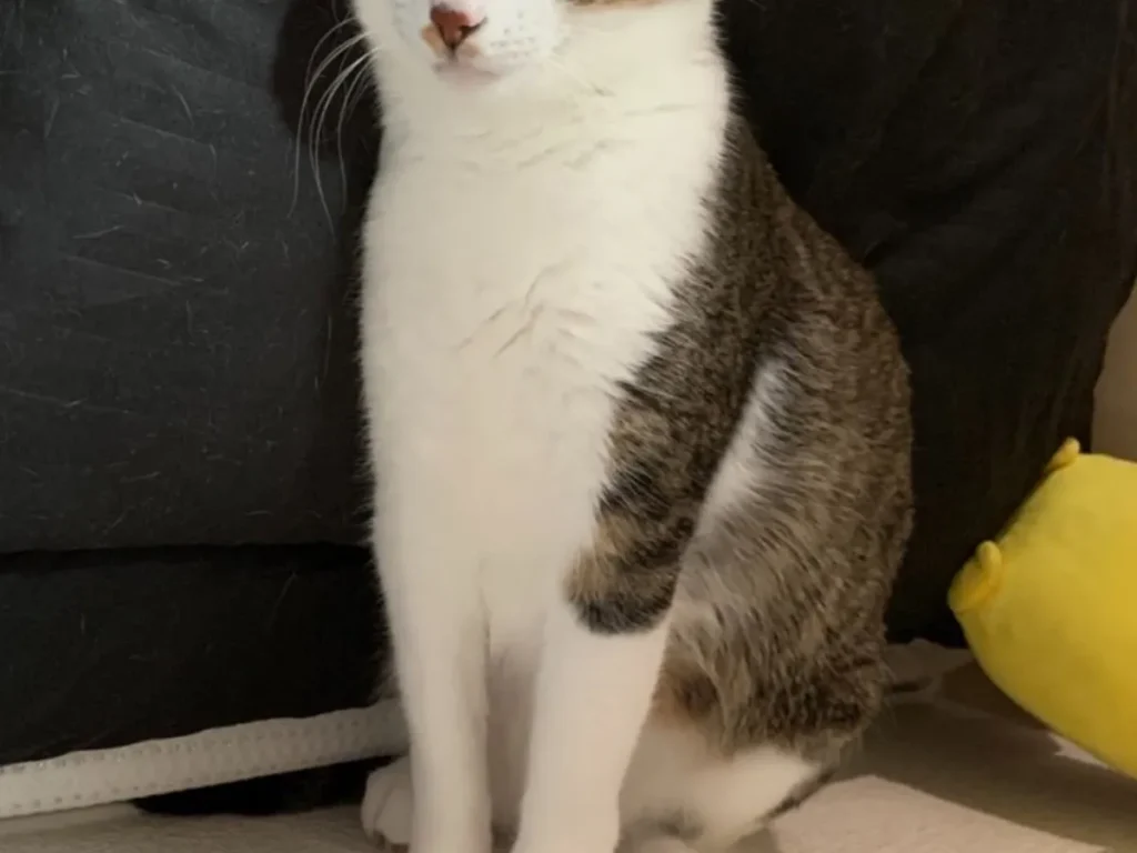 座っているように見える猫の写真