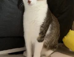 座っているように見える猫の写真