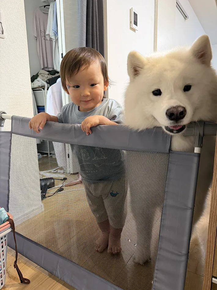 サモエドと息子さんの写真