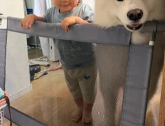 サモエドと息子さんの写真