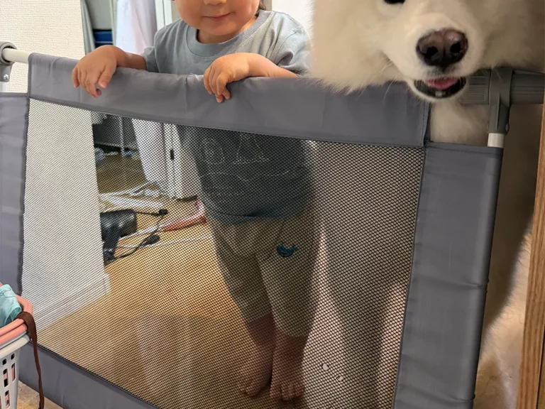 サモエドと息子さんの写真
