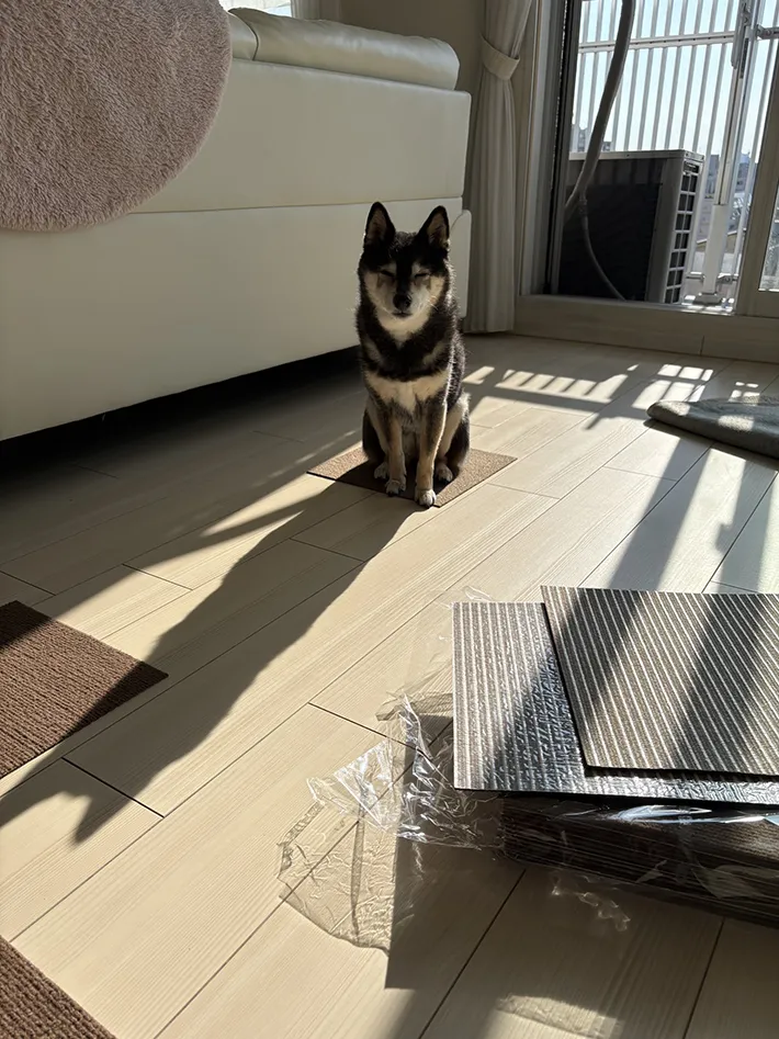 カーペットで動かない柴犬の写真