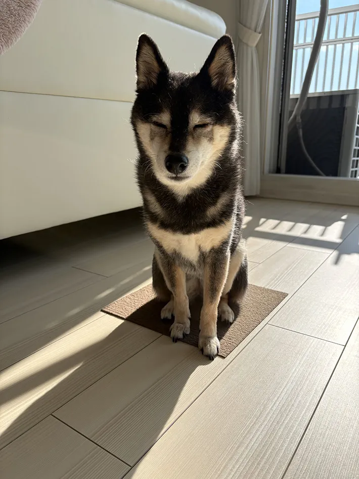 カーペットで動かない柴犬の写真アップ