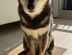 カーペットで動かない柴犬の写真アイキャッチ