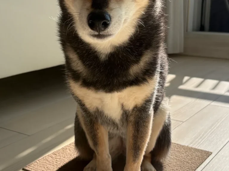 カーペットで動かない柴犬の写真アイキャッチ