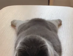 猫の動画キャプチャ