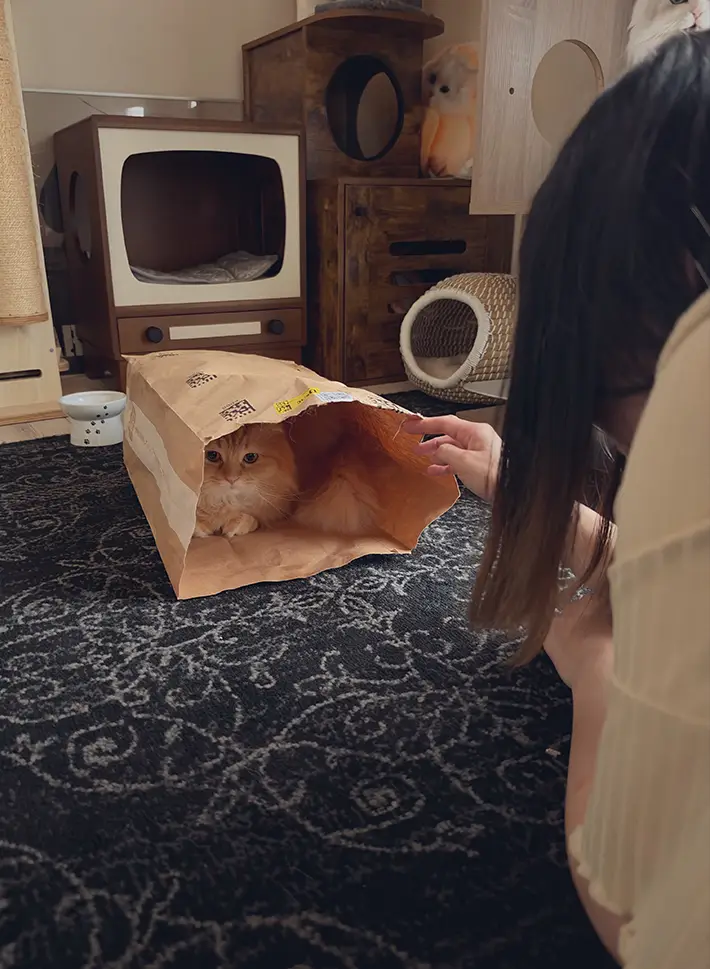 猫の画像