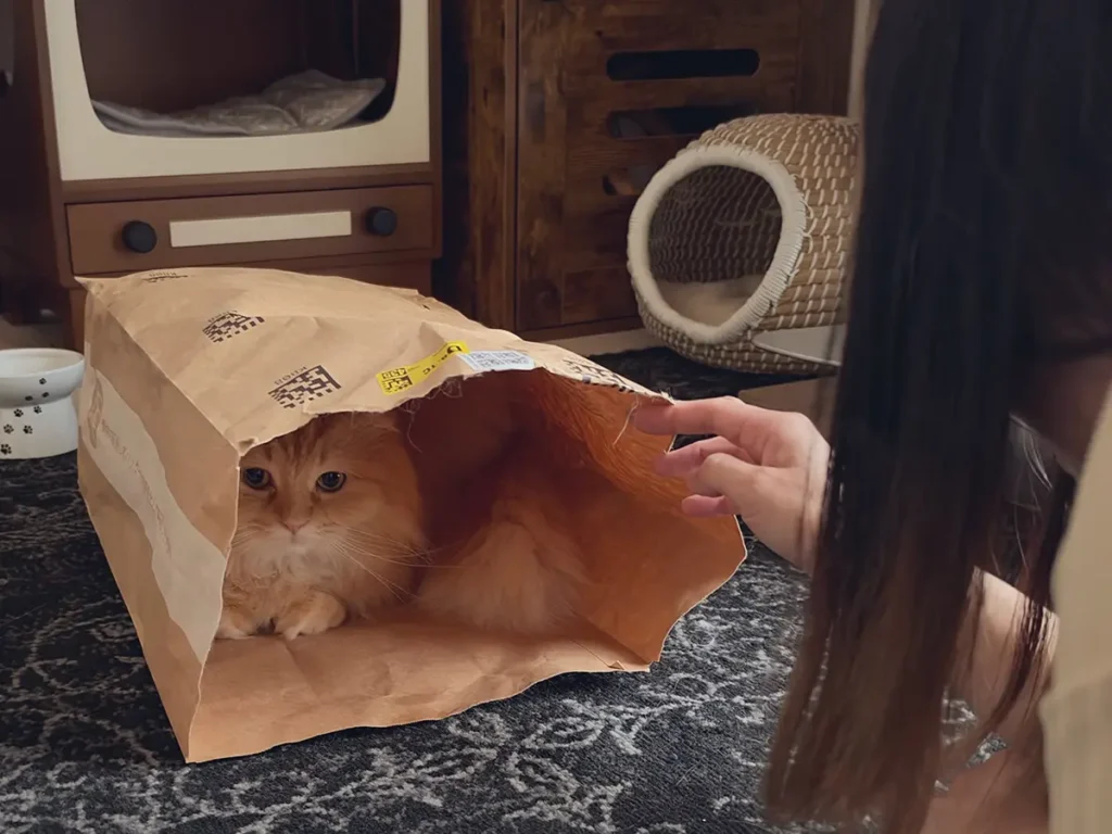 猫の画像