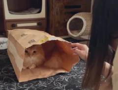 猫の画像