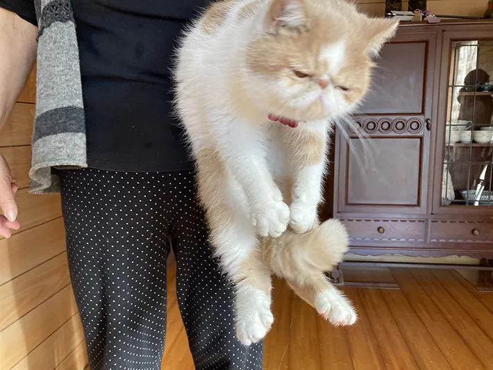 追い出される猫の写真