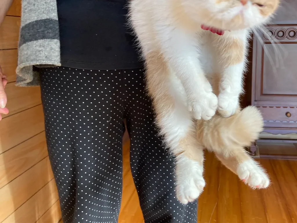 追い出される猫の写真