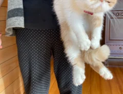 追い出される猫の写真