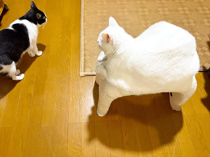 猫の写真