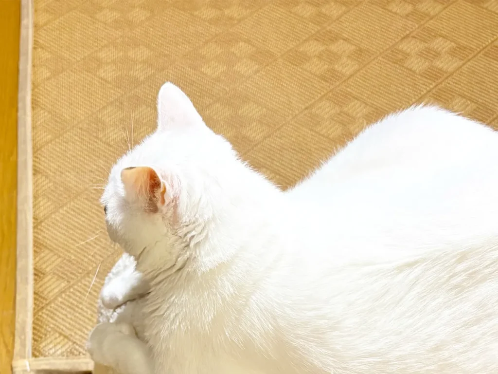 猫の写真