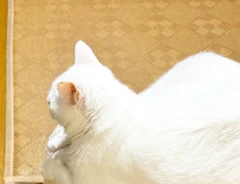 猫の写真
