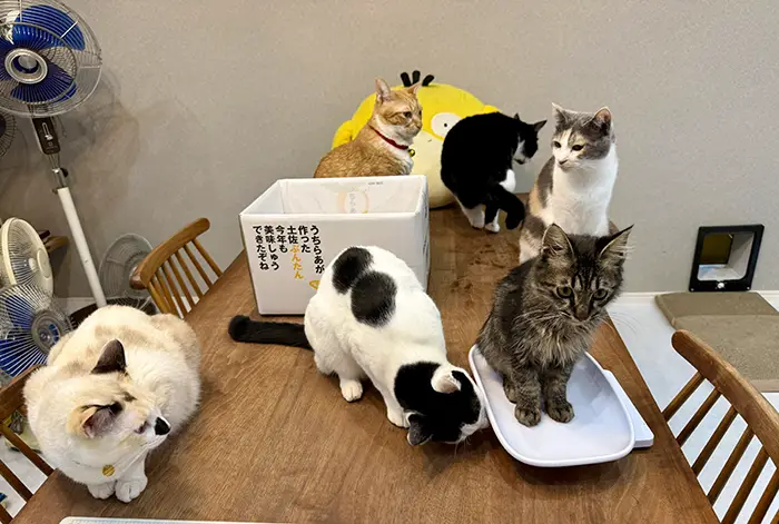 体重測定をする子猫を見守る先住猫の写真