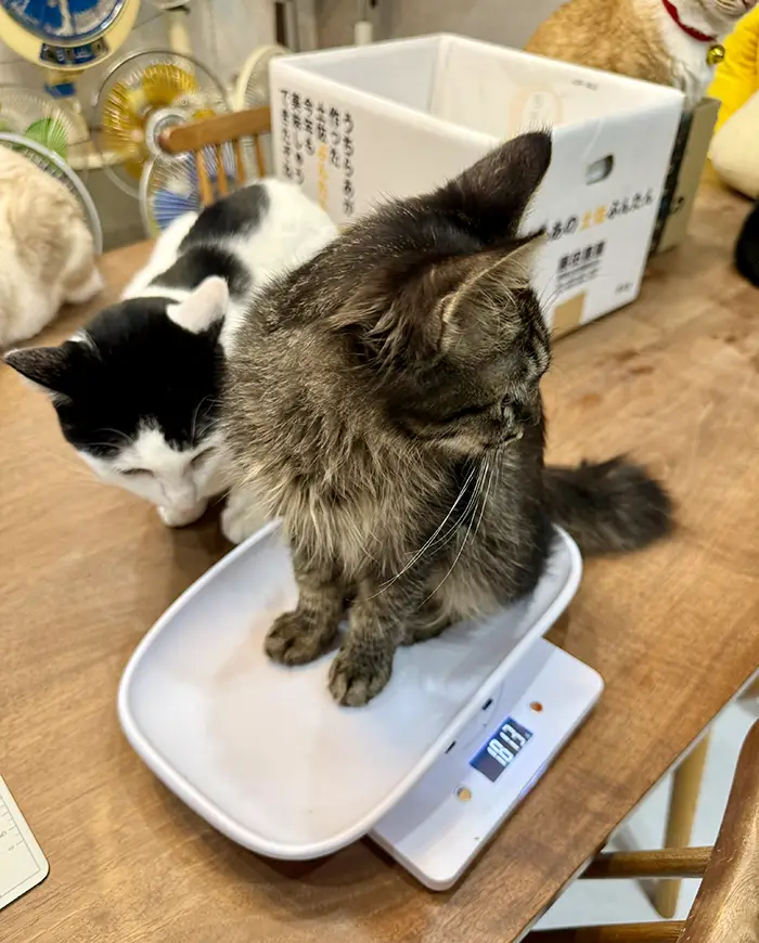 体重測定をする子猫を見守る先住猫の写真